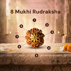 Nepal Origin 8 Mukhi Rudraksha - 17mm to 22mm