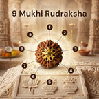 Nepal Origin 9 Mukhi Rudraksha - 17mm to 22mm