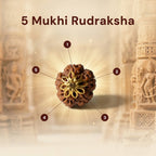 5 Mukhi Rudraksha (Nepali)