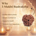 3 Mukhi Rudraksha (Nepali)