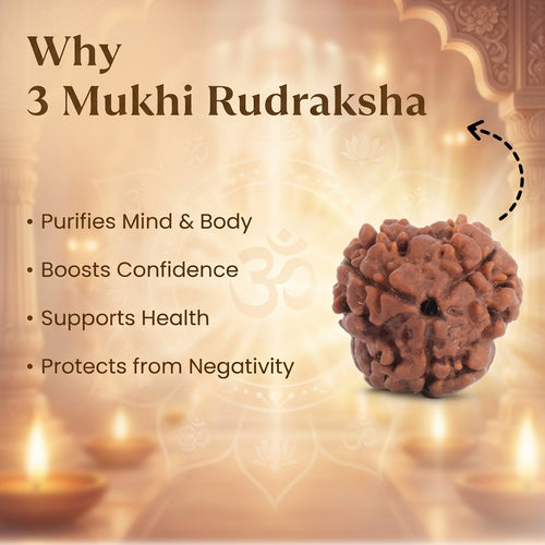 3 Mukhi Rudraksha (Nepali)