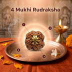 Nepal Origin 4 Mukhi Rudraksha - 17mm to 22mm