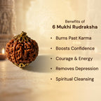 Nepal Origin 6 Mukhi Rudraksha - 17mm to 22mm