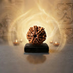 Nepal Origin 7 Mukhi Rudraksha - 17mm to 22mm