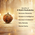 Nepal Origin 8 Mukhi Rudraksha - 17mm to 22mm