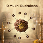Nepal Origin 10 Mukhi Rudraksha - 17mm to 22mm