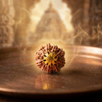 Nepal Origin 10 Mukhi Rudraksha - 17mm to 22mm