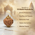 Nepal Origin 10 Mukhi Rudraksha - 17mm to 22mm