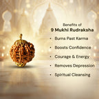 Nepal Origin 9 Mukhi Rudraksha - 17mm to 22mm