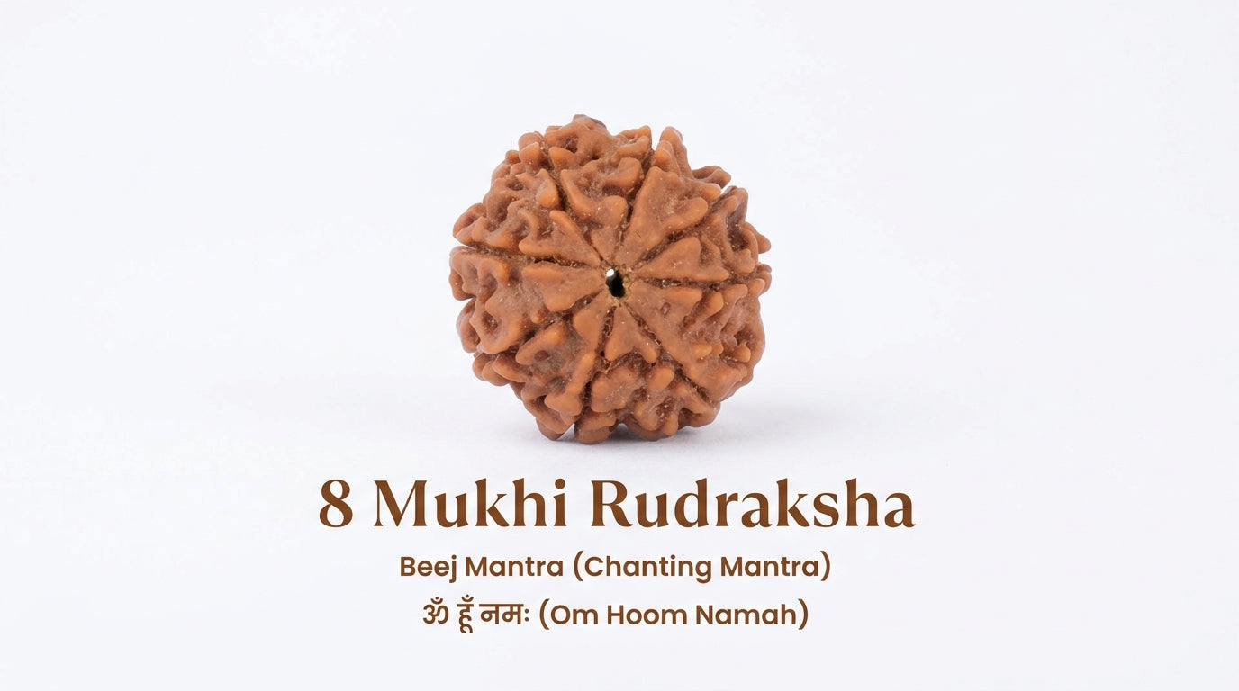 8 Mukhi Rudraksha