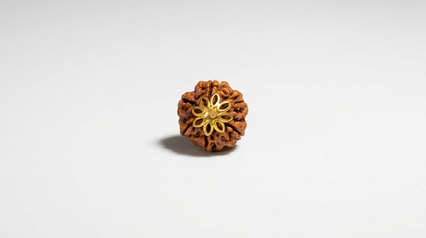 6 Mukhi Rudraksha