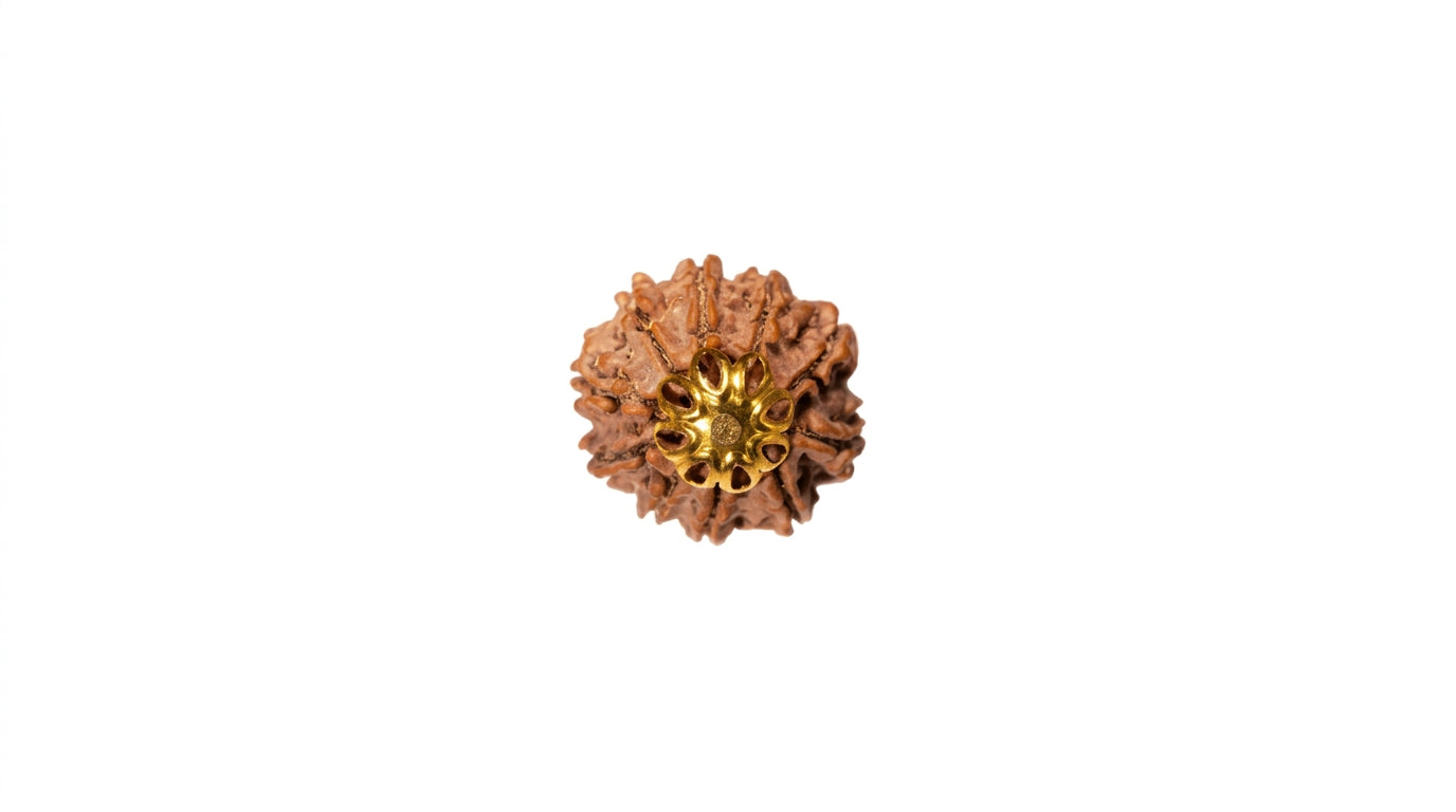 10 Mukhi Rudraksha (Nepali)