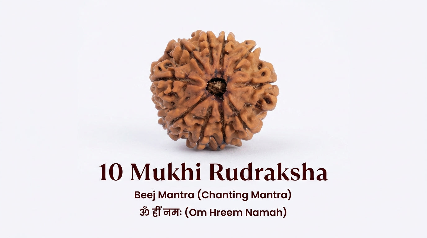 10 Mukhi Rudraksha (Nepali)