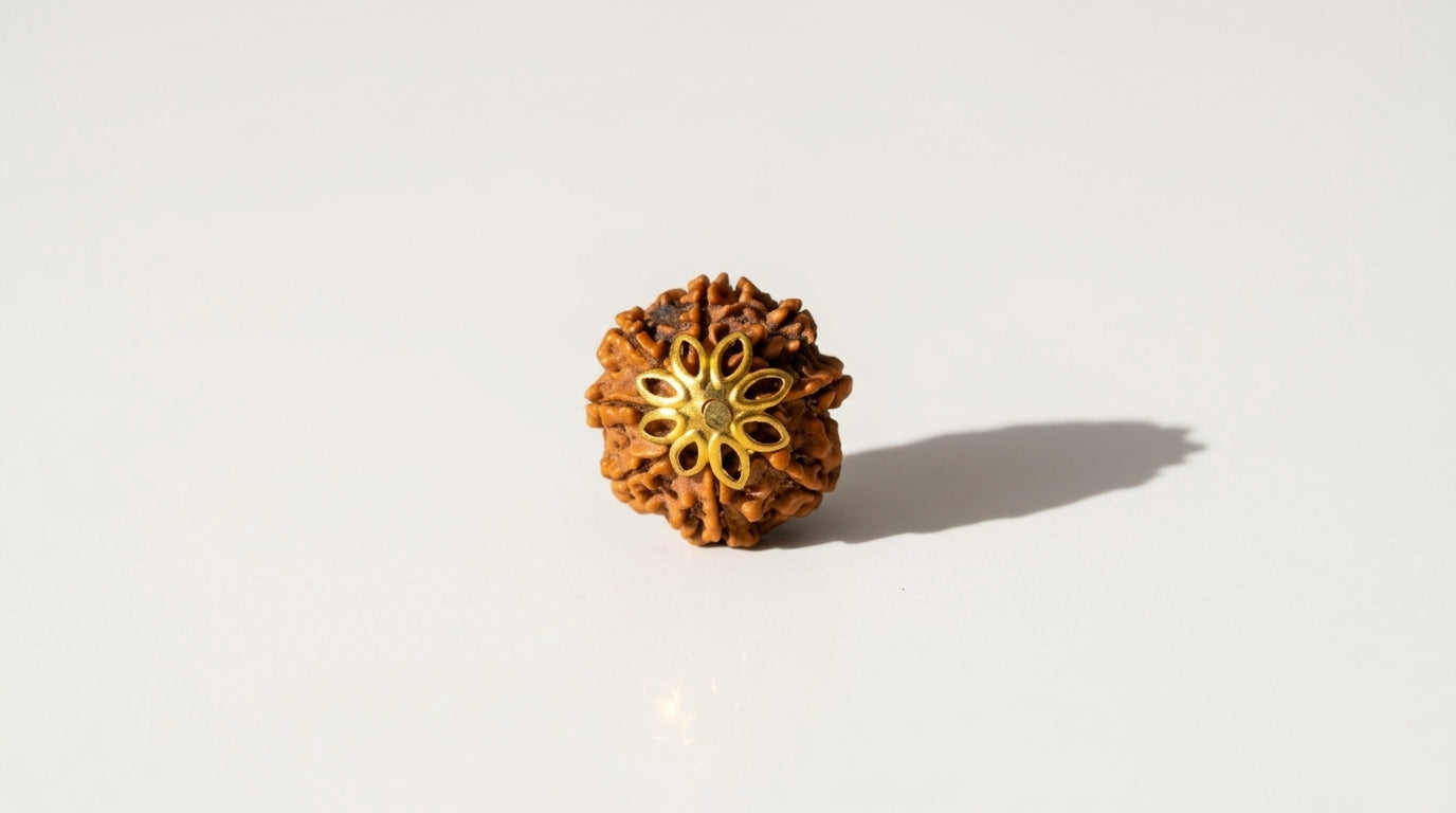 8 Mukhi Rudraksha