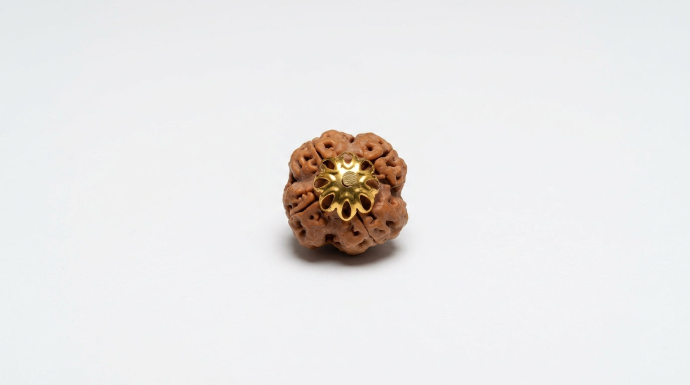 4 Mukhi Rudraksha (Nepali)