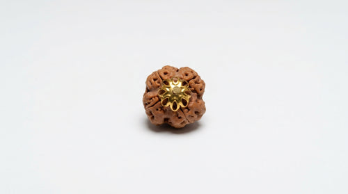 4 Mukhi Rudraksha (Nepali)