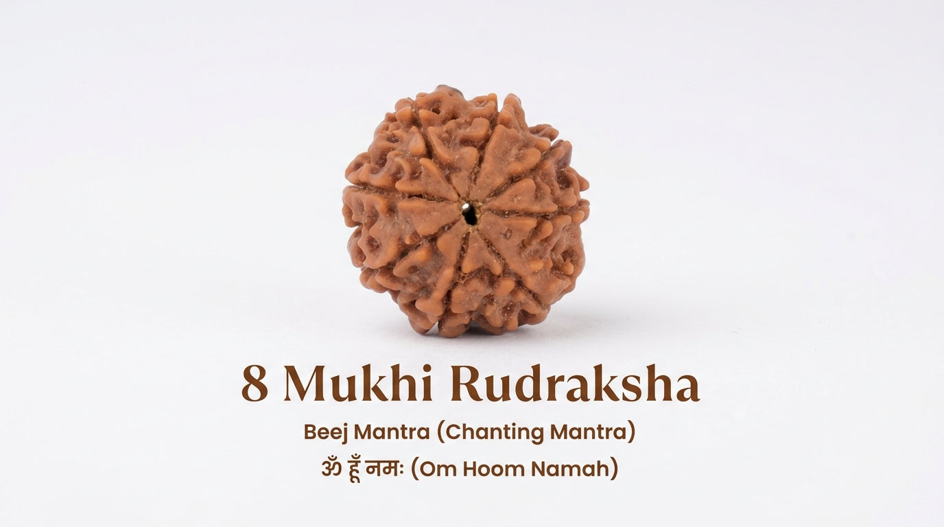 8 Mukhi Rudraksha